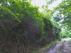 Rhododendrons on the Altyre estate