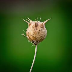 Nigella Seed Head
