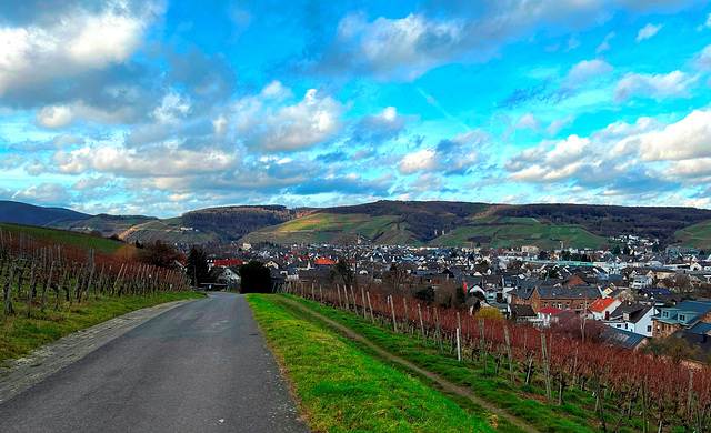 In den Bachemer Weinbergen