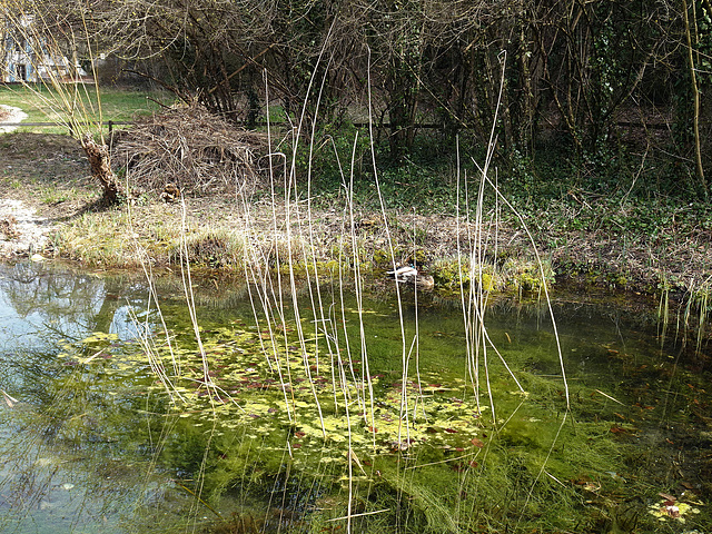 Es grünt am Teich