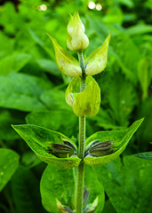 20230531 0427CPw [D~LIP] Salbei (Salvia officinalis), UWZ, Bad Salzuflen