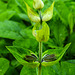 20230531 0427CPw [D~LIP] Salbei (Salvia officinalis), UWZ, Bad Salzuflen