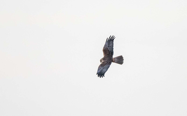 Marsh harrier