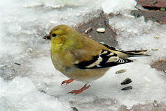 Goldfinch