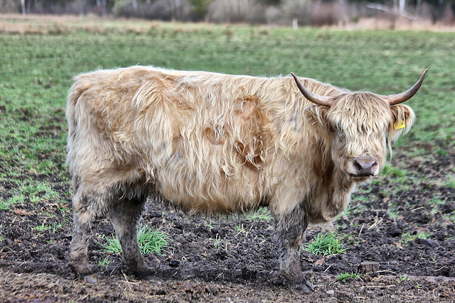 Scotish Highland Rind