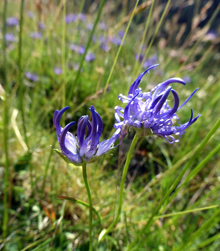 fiori a 1900 metri