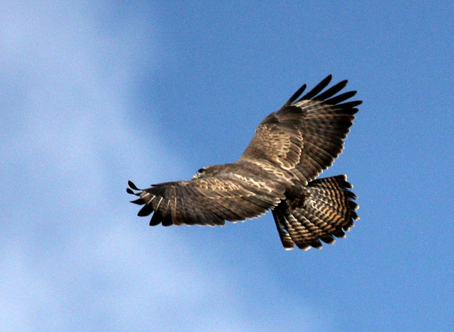 Bussard