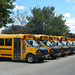 School Buses in Etobicoke (2) - 24 June 2017