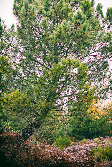 Forêt de Fontainebleau