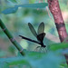 Ebony jewelwing Damselfly