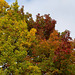 Autumn colours56