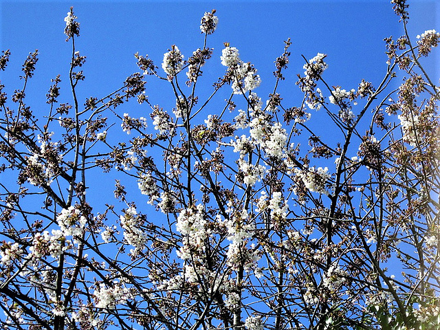 At last blue sky to show off the blossom