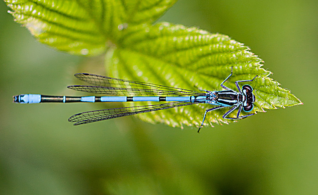 20110519 2856RMw [D~MI] Azurjungfer, Großes Torfmoor, Hille-1