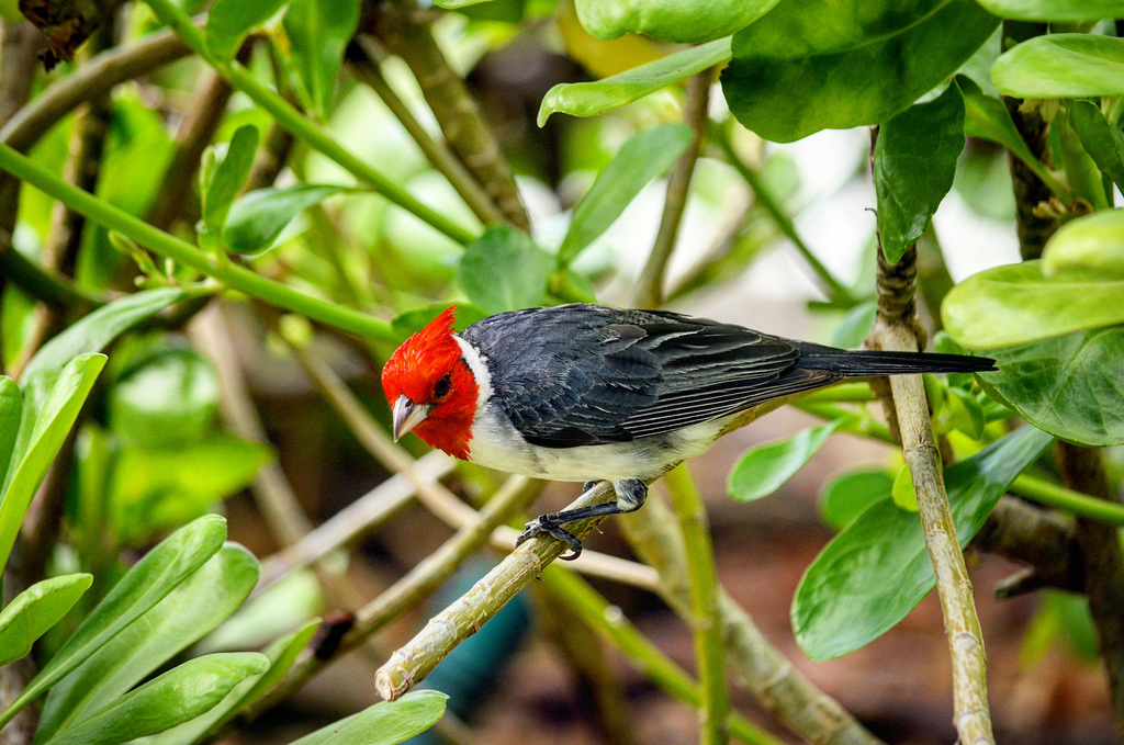 local resident - Kahala Hotel