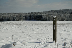 dysfunctional fence