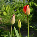 Dans mon jardin