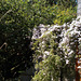 gdn[25] - rampant clematis