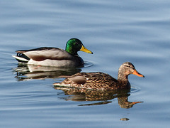 Mallard pair at Mallard Point