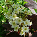 087 Saxifragen- Vielfalt