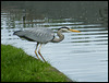 heron waiting to pounce