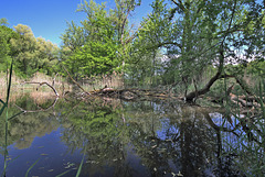 Rüdlingen - Am Alten Rhein  (5)