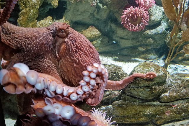 Giant Pacific Octopus