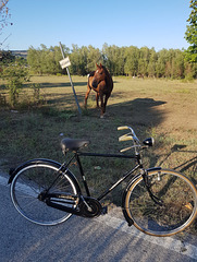 bellissimo incontro dopo una lunga pedalata nella pista ciclabile lungo  foglia !