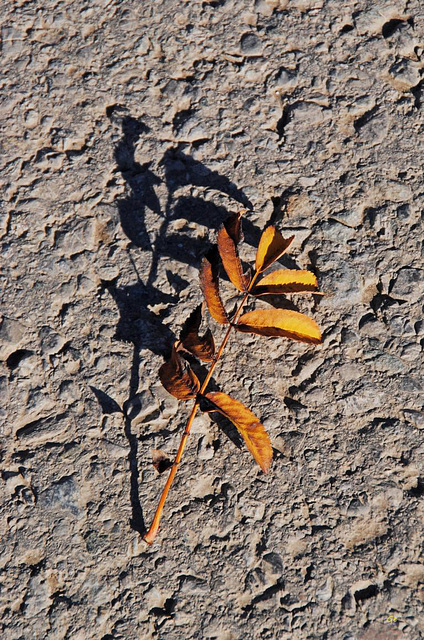 Blatt auf der Strasse