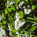 20230531 0429CPw [D~LIP] Raue Deutzie (Deutzia scabra), UWZ, Bad Salzuflen