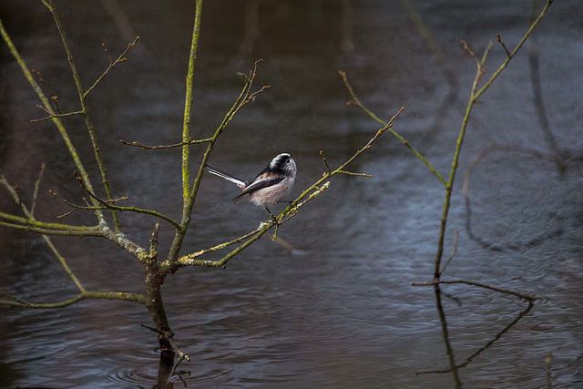 Long tailed tit