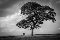 Folly and Tree