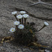 IMG 2828 Cactus-1