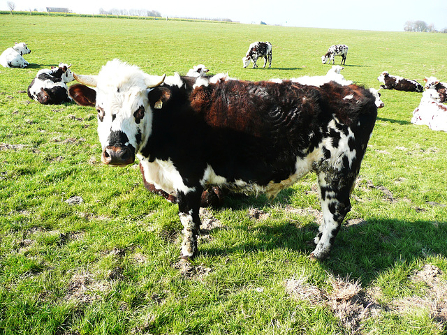 06-Vache à lunettes