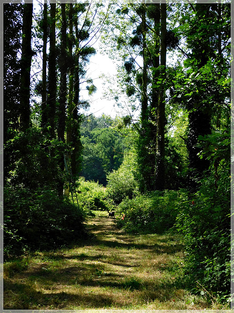 Au bois de Pleumagat en Pleslin Trigavou (Bretagne)