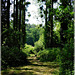 Au bois de Pleumagat en Pleslin Trigavou (Bretagne)