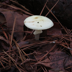 Mushroom encouraged by recent rain
