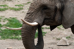 Elefant