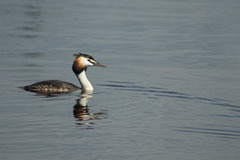 Great-creasted Grebe