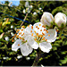 Au jardin: Fleurs de Prunier avec note