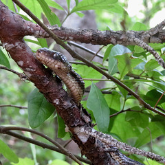 Snake in tree