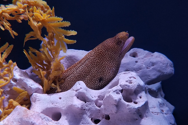 Goldentail Moray Eel (Explored)