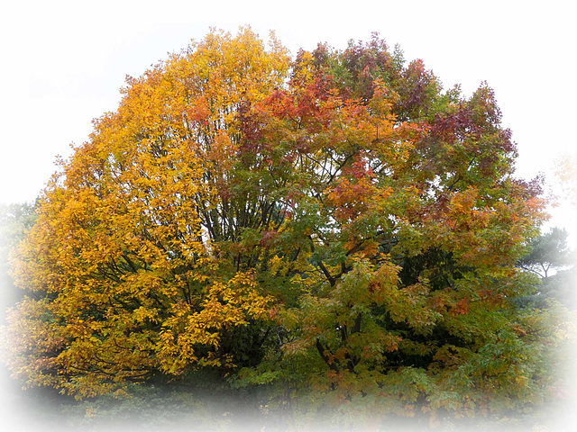 Autumn trees