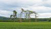 Trees in a Field