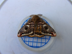 B&M[25] - Emperor Moth