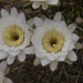 IMG 2830 Cactus-1