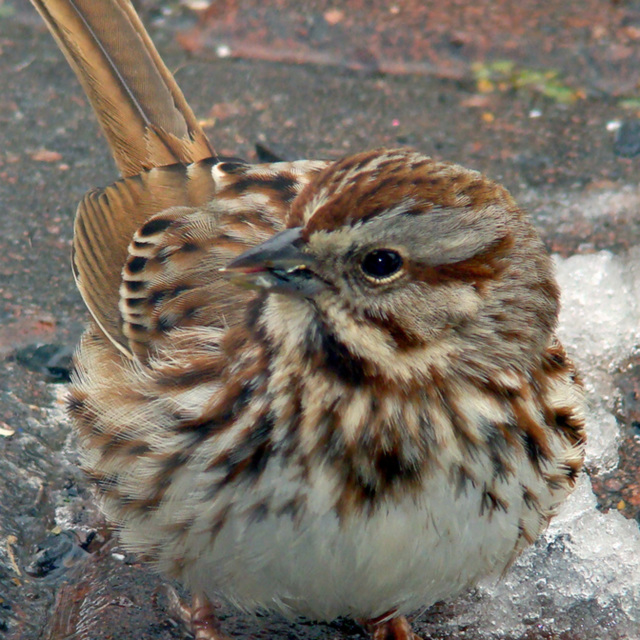 Song Sparrow