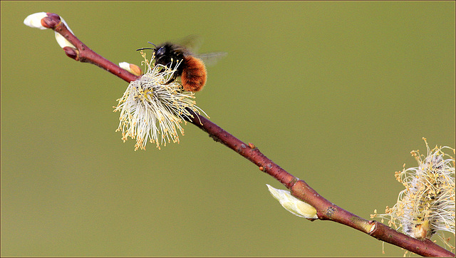 Bombus sp.