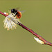 Bombus sp.