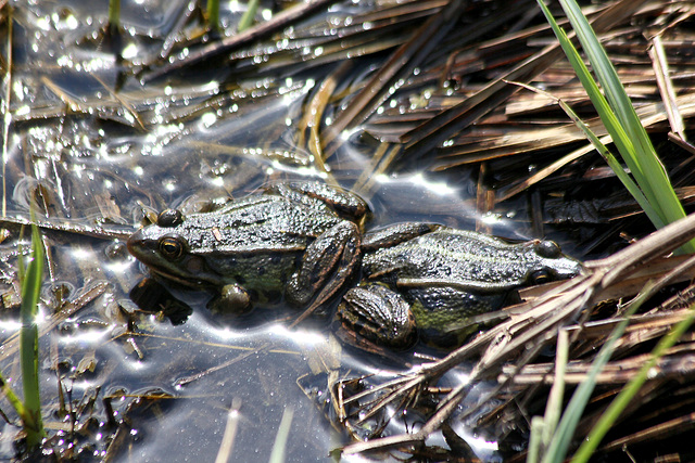 Krötenpaar im Pfrunger-Burgweiler Ried