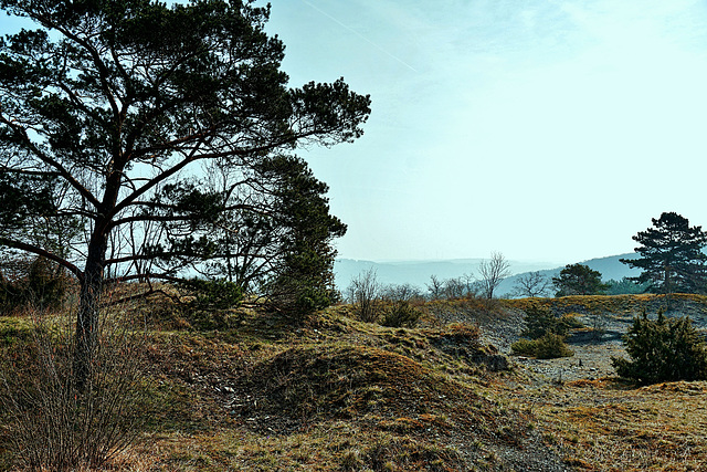 Morgenstimmung in einem Naturschutzgebiet - Morning Mood in a Nature Reserve